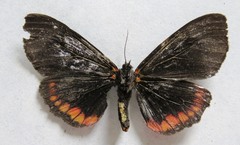 Dysschema leucophaea