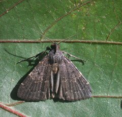 Hydrillodes dimissalis