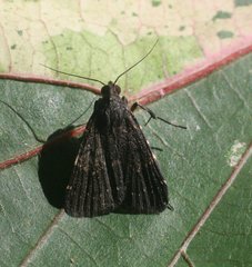 Hydrillodes dimissalis