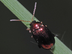 Crepidodera aurea