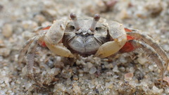 Scopimera intermedia