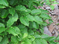 Actinidia arguta