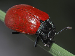 Chrysomela tremulae