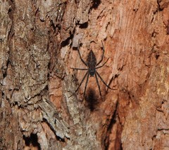 Argiope ocyaloides