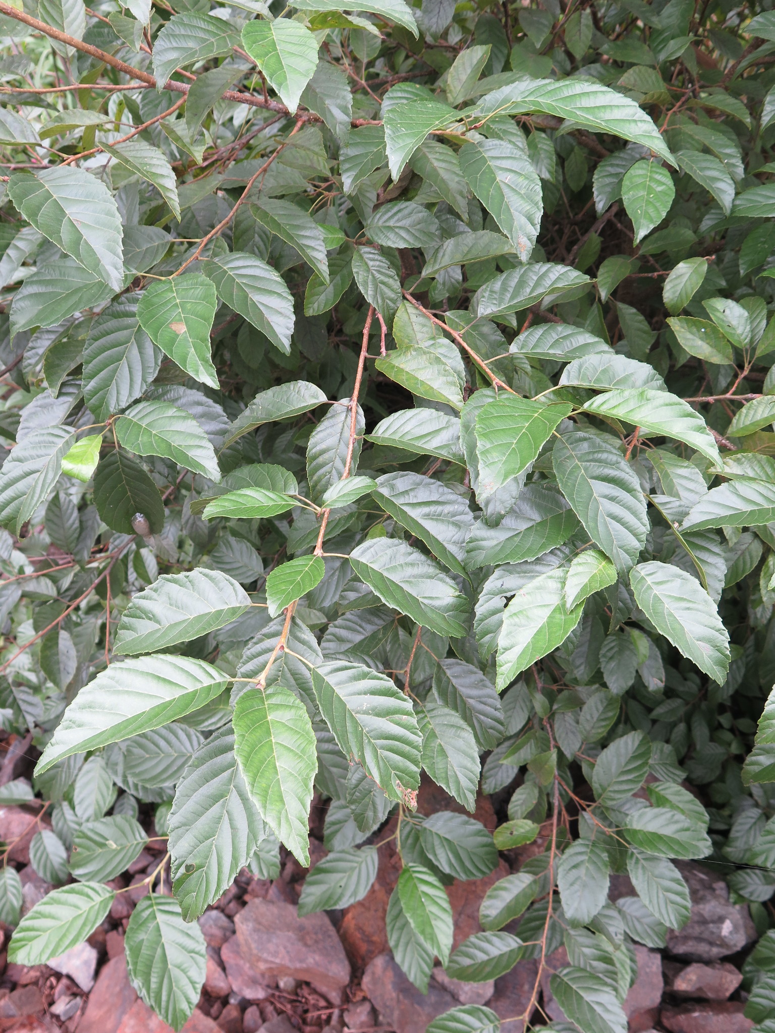 Alnus japonica