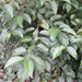 Alnus japonica - Photo (c) sergeyprokopenko, algunos derechos reservados (CC BY-NC), subido por sergeyprokopenko