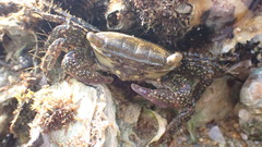 Metopograpsus frontalis