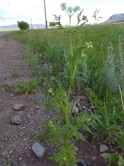 Sphallerocarpus gracilis