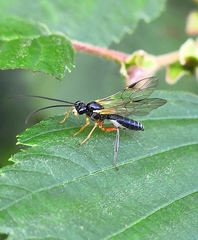 Tryphoninae