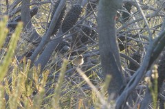 Stipiturus malachurus malachurus