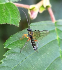 Tryphoninae