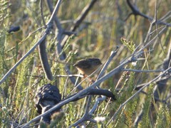 Stipiturus malachurus malachurus