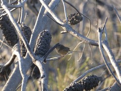 Stipiturus malachurus malachurus