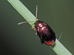 Crepidodera aurea