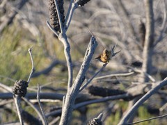 Stipiturus malachurus malachurus