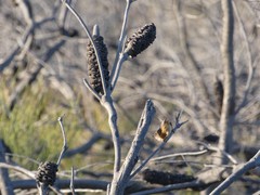 Stipiturus malachurus malachurus