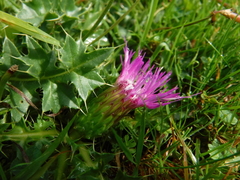 Cirsium acaule
