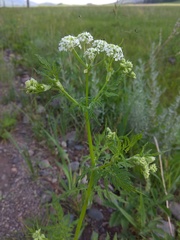 Sphallerocarpus gracilis