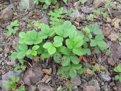 Fragaria orientalis