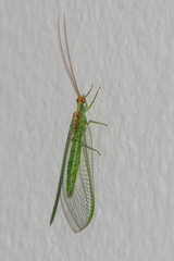 Nineta pallida