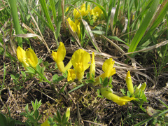 Chamaecytisus ratisbonensis