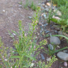 Lepidium apetalum