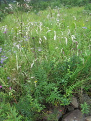 Sanguisorba parviflora