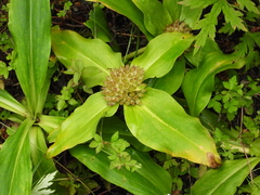 Gentiana crassicaulis