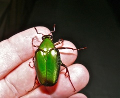 Pseudochalcothea spathulifera