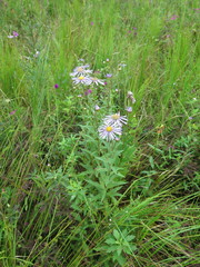 Aster maackii