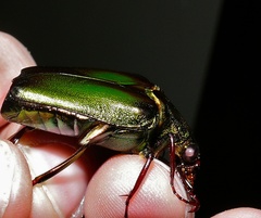 Pseudochalcothea spathulifera