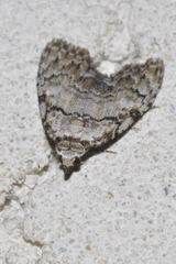 Meganola strigula