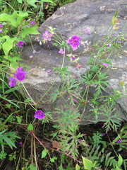 Geranium soboliferum