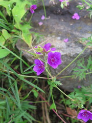 Geranium soboliferum