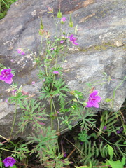 Geranium soboliferum