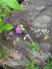Geranium soboliferum