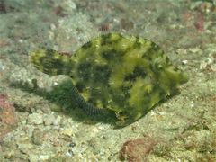 Acreichthys tomentosus