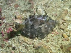 Acreichthys tomentosus