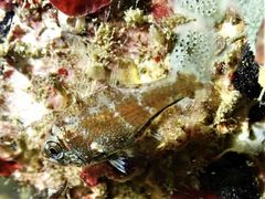 Siphamia corallicola