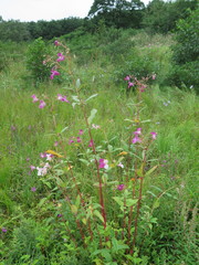 Impatiens glandulifera