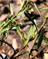 Bertya glandulosa