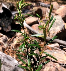Bertya glandulosa