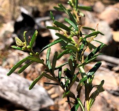Bertya glandulosa