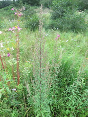 Artemisia integrifolia