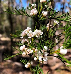 Cyanothamnus quadrangulus