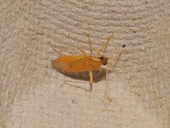 Phylus melanocephalus