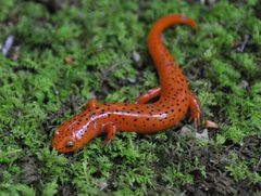 Pseudotriton ruber ruber