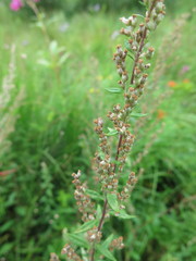 Artemisia integrifolia