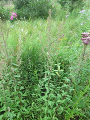 Artemisia integrifolia