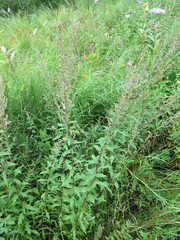 Artemisia integrifolia